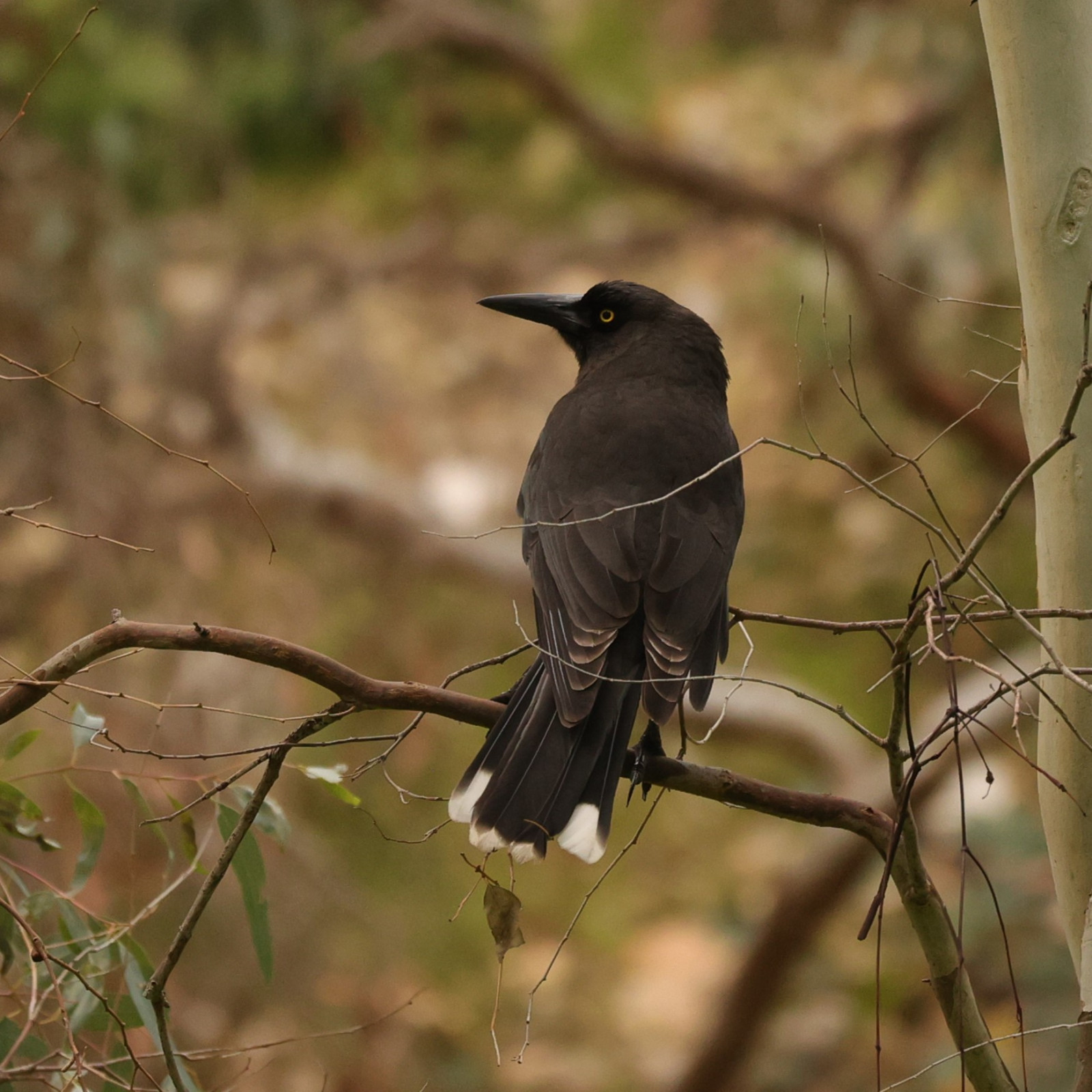 image Grey Currawong